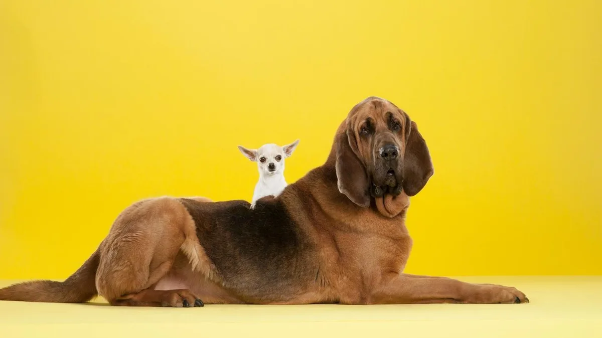 Selbsttest: Welcher Hund passt zu Ihnen? Machen Sie den Selbsttest