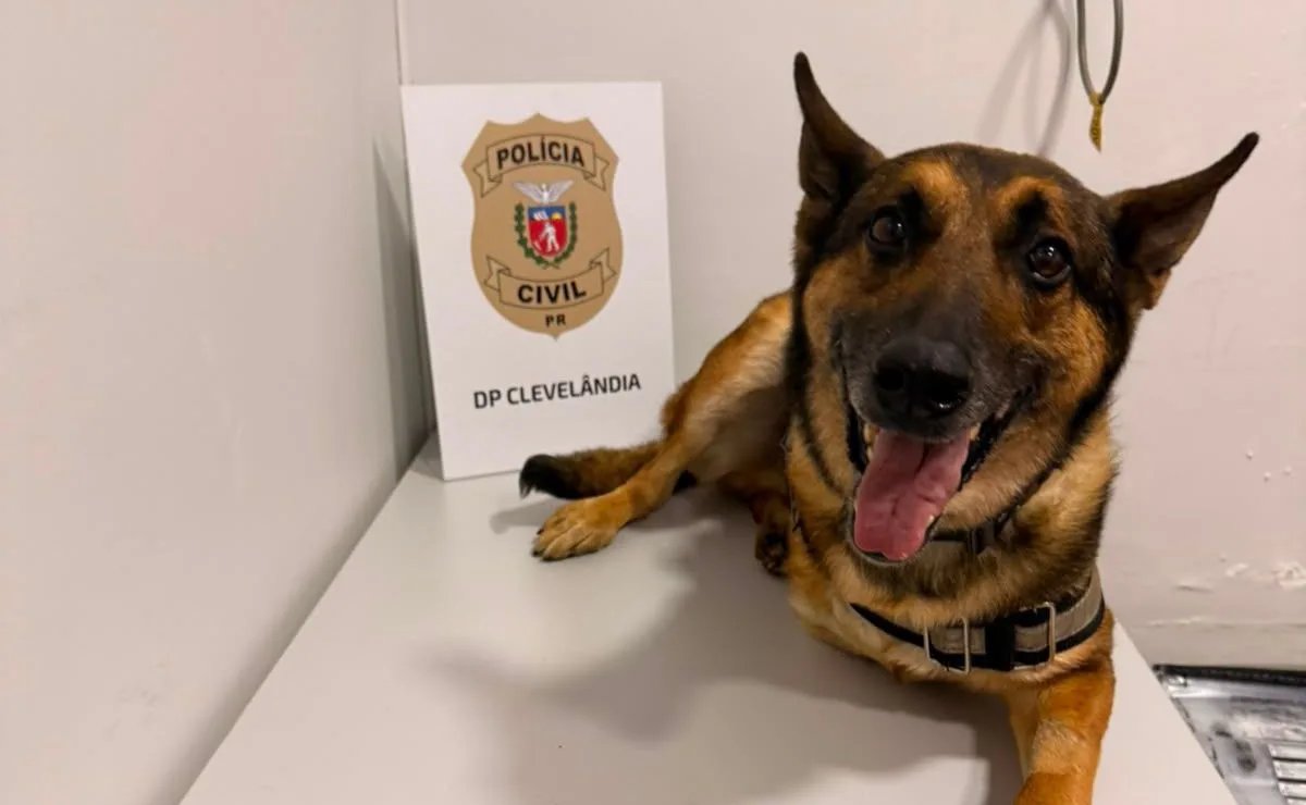 Com uma pata a menos, cão policial aposentado por câncer volta às operações após depressão e ajuda a prender seis suspeitos