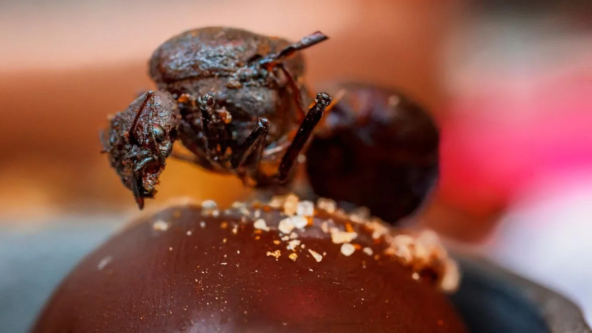 Luxuslokal in Seoul: Michelin-Restaurant serviert Ameisen zum Dessert – und muss Geldstrafe zahlen