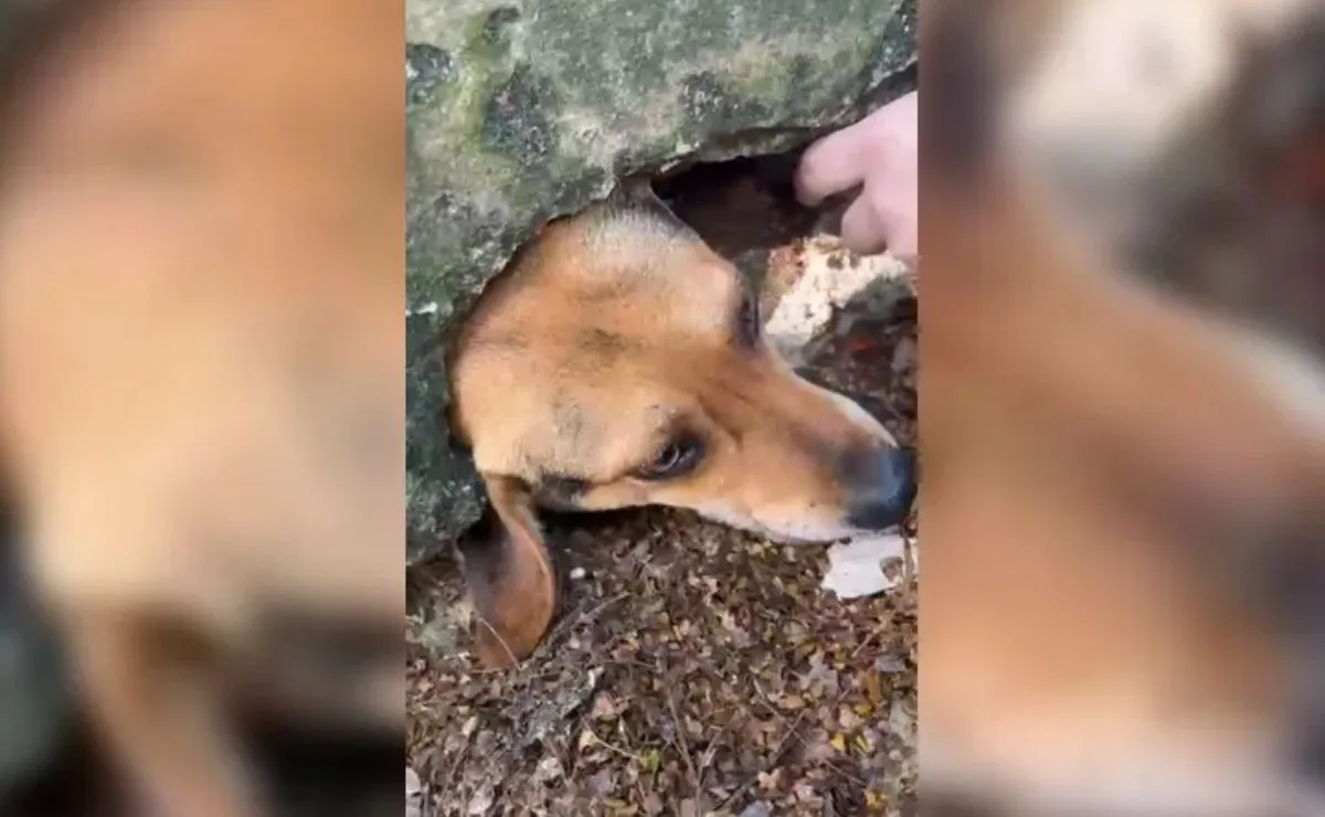 Muita sede ao pudim! Cachorro fica entalado em muro ao tentar alcançar sobremesa e é resgatado por bombeiros; vídeo