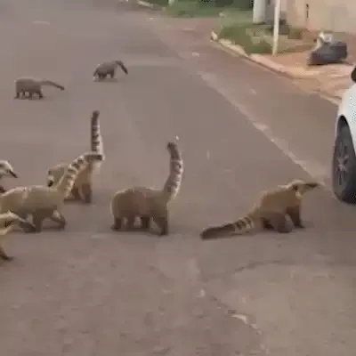Turma de quatis dá show de fofura no Bairro Zé Pereira