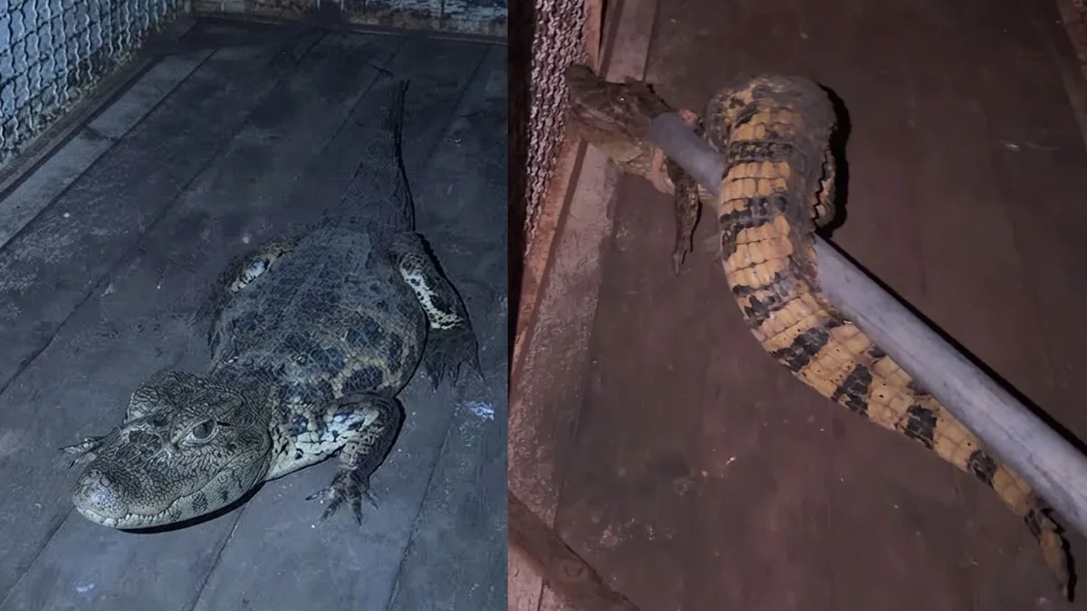 Jacaré é capturado em quintal de casa em Buritama; vídeo