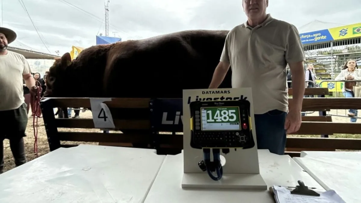 Touro Limousin de quase 1,5 tonelada é o mais pesado da 49ª Expointer