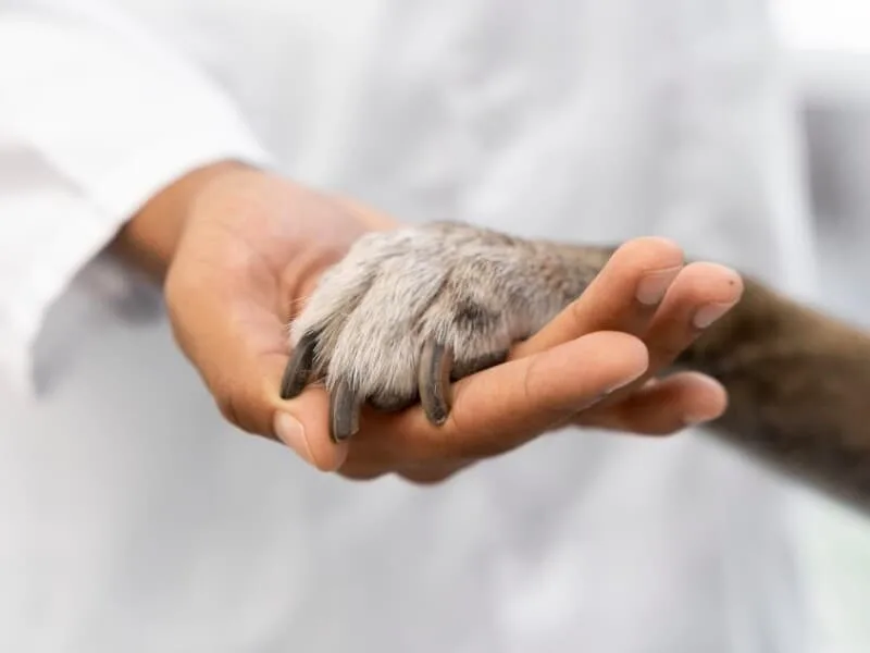 Deputado propõe e retira projeto que cria atestado para cuidar de pet