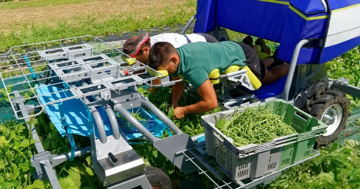 Máquina permite que agricultores trabalhem deitados sobre os canteiros para evitar dores, mas produção do equipamento foi encerrada