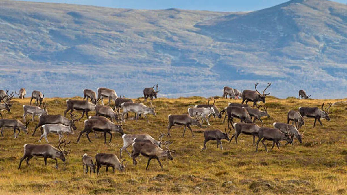 In 1944, 29 reindeer were left on a remote island in Alaska, decades later, they had eaten themselves