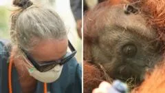 Orangutans in danger as wildfires blaze through Borneo