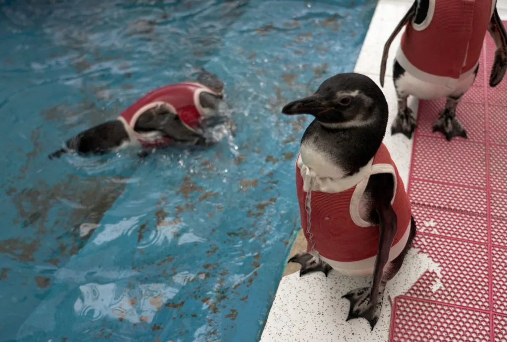 These copper vests are helping injured penguins heal faster