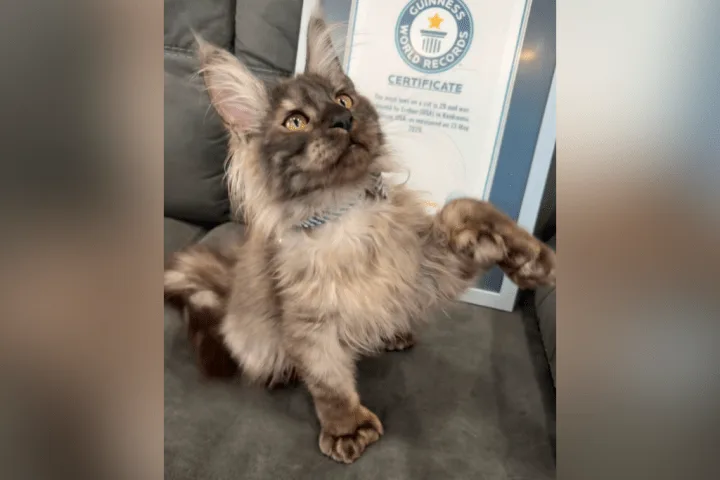 Meet the Wisconsin Maine Coon kitten with world record-breaking 29 toes