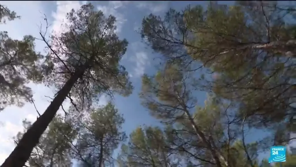 Etudier la forêt pour anticiper les effets du changement climatique