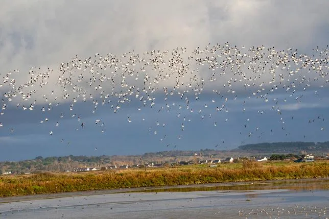 Près de la moitié des espèces d’oiseaux migrateurs sont en déclin, alerte un rapport