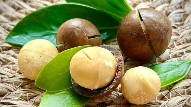 Harte Schale, gesunder Kern: Supernuss Macadamia: Eine Australierin zum Anbeißen