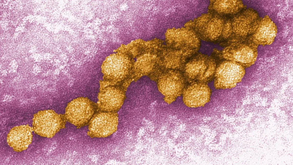 El virus del Nilo Occidental se expande en Europa y ya ha causado 130 muertes este año