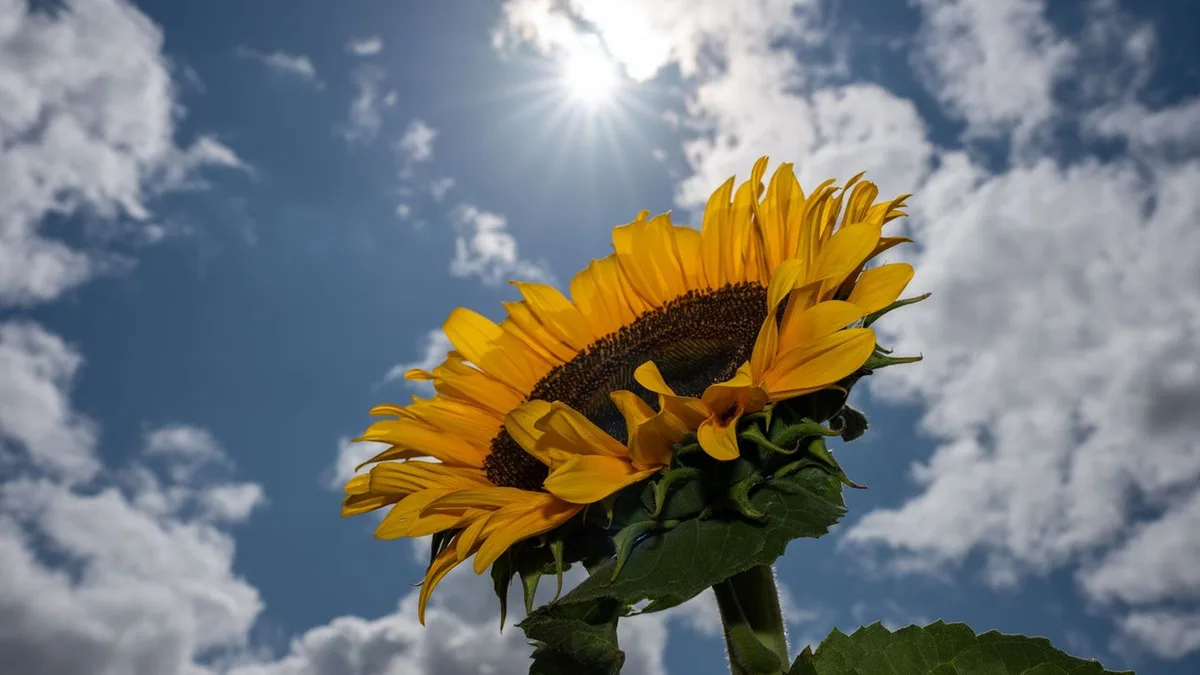 Wetter: Ab wann wieder mehr Sonne zu erwarten ist