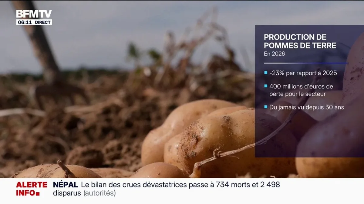 À cause de la sécheresse et des vagues de chaleur à répétition, les producteurs de pomme de terre s'attendent à une baisse de 25%