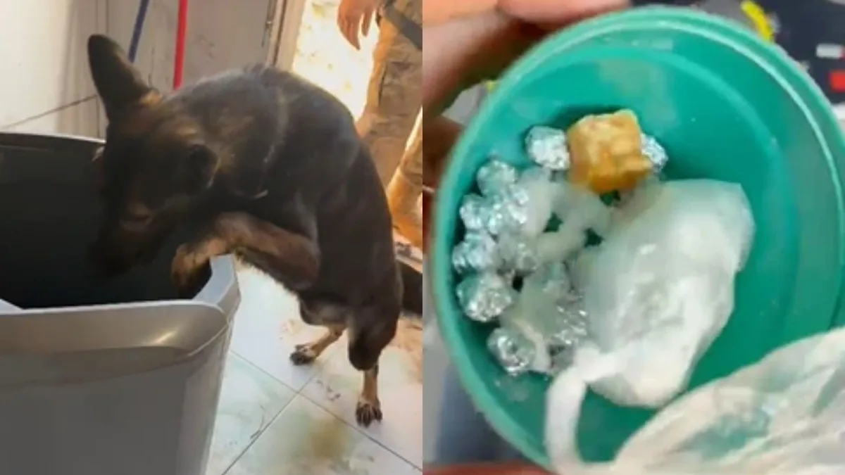 Mulher é presa tentando esconder drogas em máquina de lavar cheia de água no Litoral do Piauí