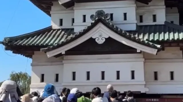 Quase 2 mil japoneses arrastam castelo de 360 toneladas com cordas. Veja