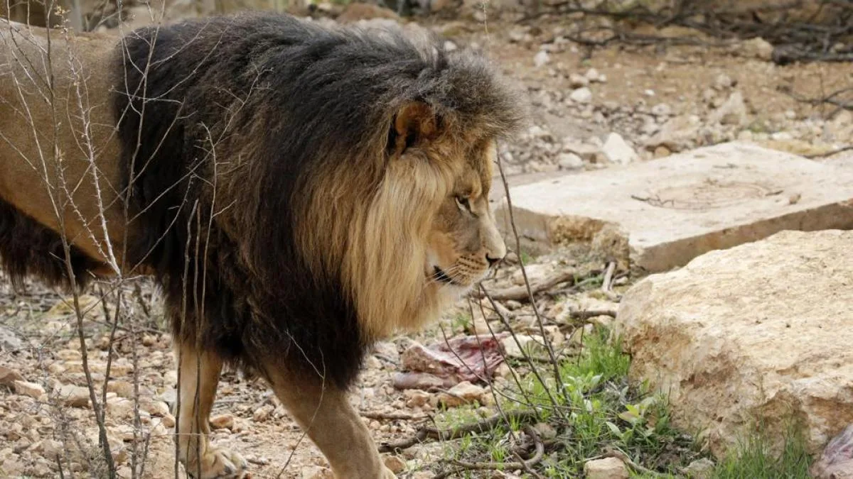 Sin rastro del león: la Guardia Civil mantiene la búsqueda en la sierra de Toledo
