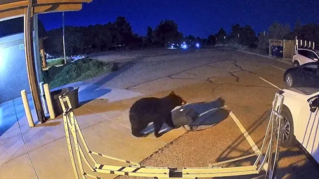 Urso-negro apanhado a roubar quartel dos bombeiros do Colorado. Há vídeo