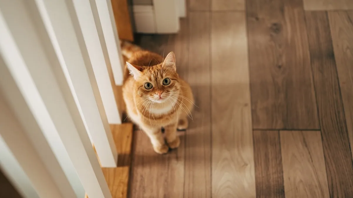 Nicht aus Protest - Darum pinkelt Ihre Katze plötzlich in die Wohnung