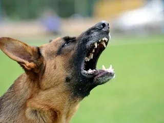 Vous avez été mordu par un chien ou un chat ? Voici comment réagir
