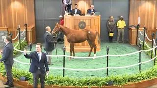 Fasig-Tipton establece nuevos récords de precio bruto y mediano en la historia de la subasta