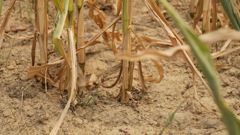 Jusqu'à 8°C au-dessus des normales: plus de 30°C attendus en France ce mercredi pour le premier jour de l'automne