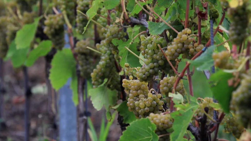 Climate change gives Swedish winemakers an unexpected boost