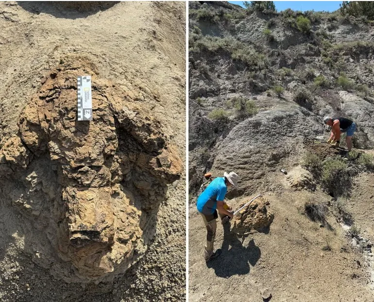 Cientistas encontram primeira trilha de pegadas de T.Rex, feita há 66 milhões de anos