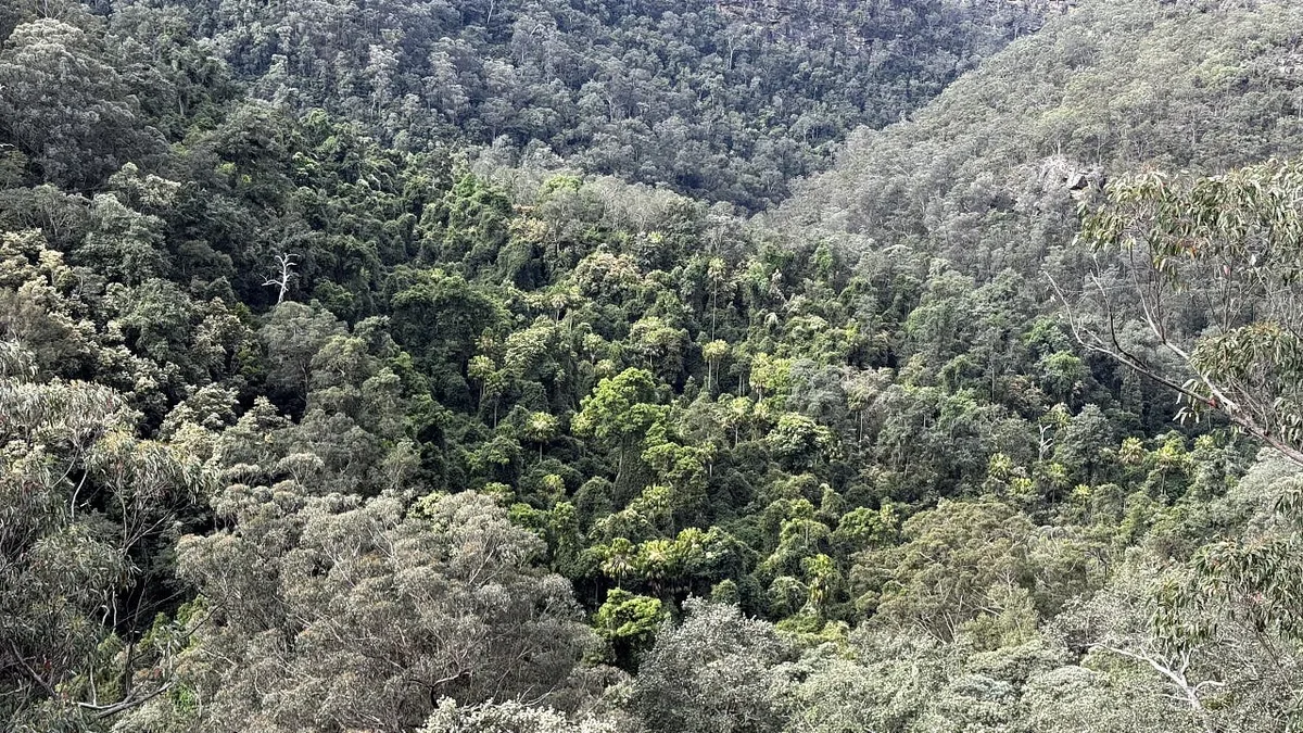 Ökosysteme: Wissenschaftler entdecken »versteckte« Regenwälder in Australien