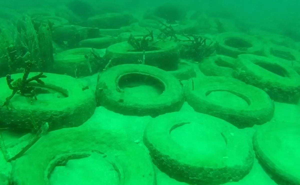 Pneus preenchidos com concreto foram lançados no oceano e viraram habitat de peixes