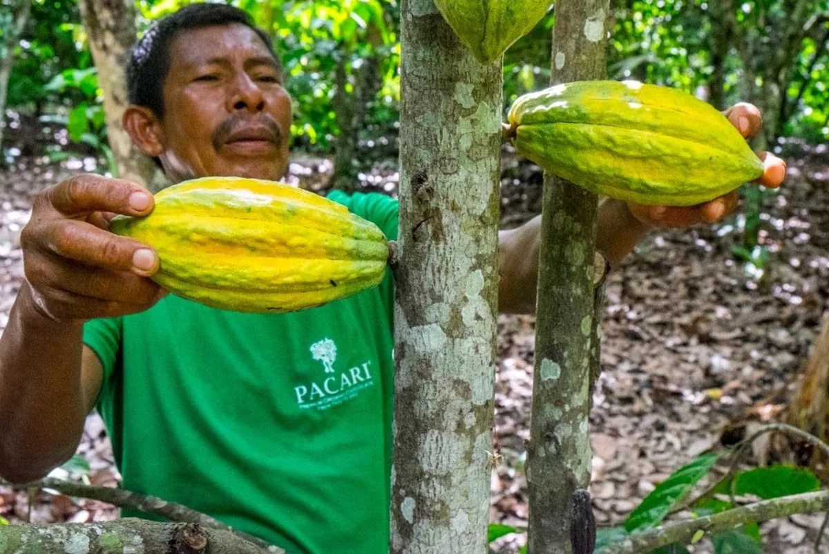 Ecuador exportará más cacao en 2026, pero podría recibir casi USD 2.000 millones menos