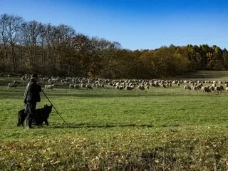 Quatre moutons retrouvés égorgés dans la Vienne : la piste du loup finalement écartée par l’expertise