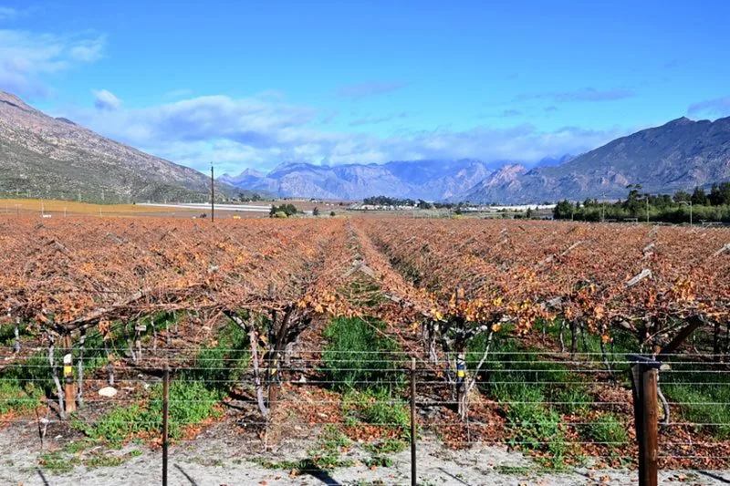 COMING IN HOT: Very strong El Niño is a ‘stress test’ for SA’s food systems