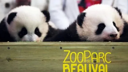 Les deux pandas du zoo de Beauval quitteront la France pour la Chine le 17 décembre, un nouveau couple arrivera "début 2027"