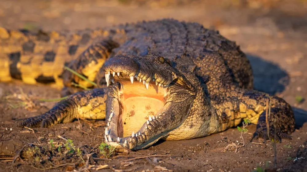 Crocodilos já foram “reis” na América do Sul