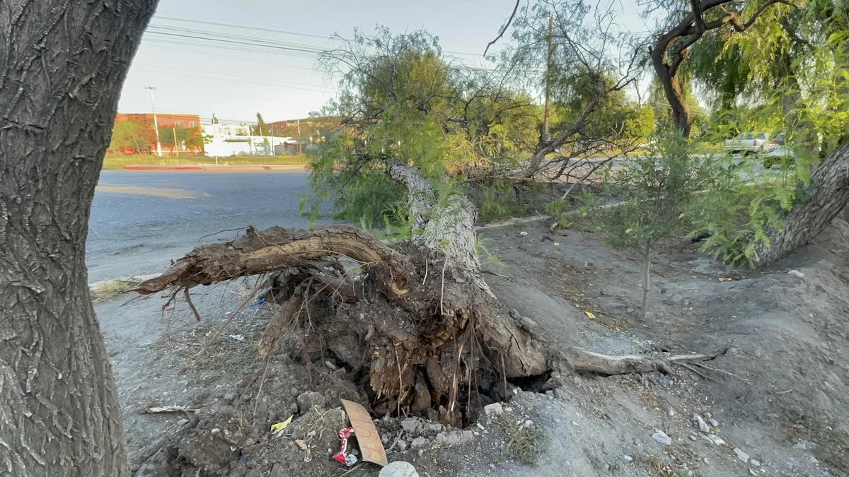 Antiguo árbol cae sobre el bulevar López Zertuche y bloquea carril rumbo a Ramos Arizpe