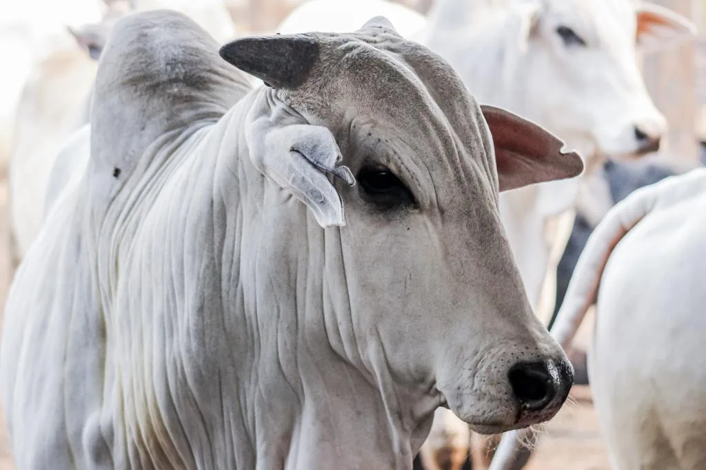 El Niño afeta oferta de gado e pode dar sustentação aos preços do boi, aponta Datagro