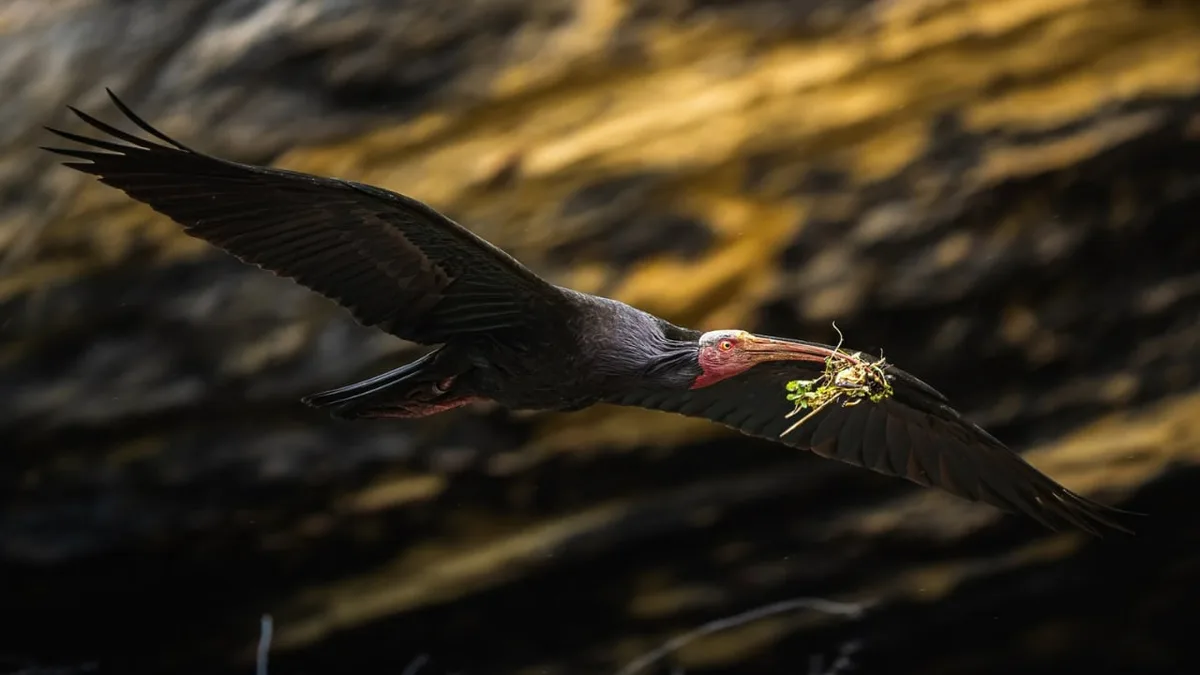 Italia autoriza la caza de una especie invasora africana y con ello pone en peligro el futuro del amenazado ibis eremita