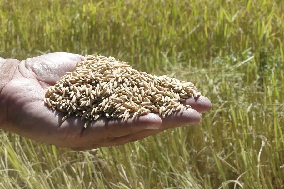 Retorno da exigência de licencialmento vai encarecer custos do arroz, dizem entidades