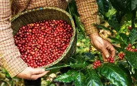 Café arábica sobe 1,68% em Nova York após três semanas de perdas
