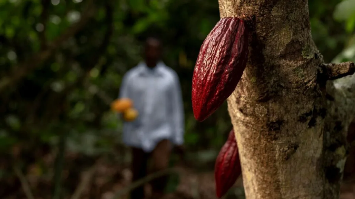 Por qué El Niño podría anticipar con meses de antelación el mayor riesgo climático para la producción mundial de chocolate, según Harvard