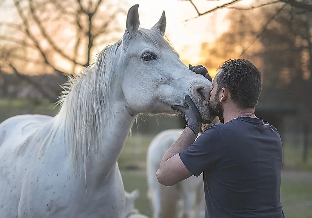 Confirmado por primera vez en Canarias el virus de la Fiebre del Nilo Occidental en tres caballos