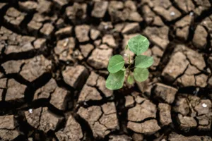 Lei tornou obrigatória a via do mercado para compensação climática