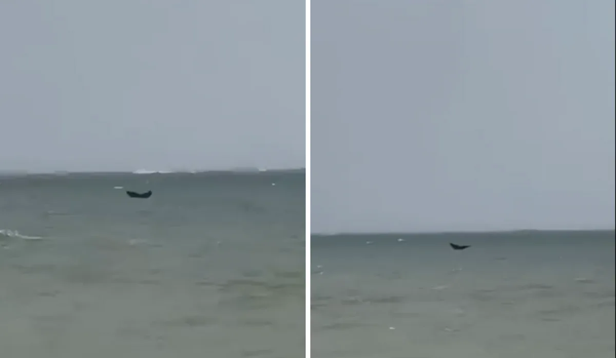 VÍDEO | Moradora de Vila Velha flagra baleia na Praia de Itaparica
