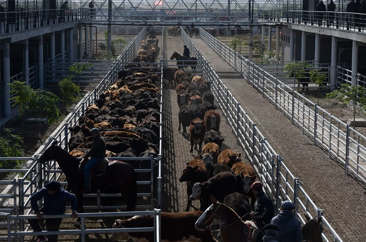Demanda tranquila y precios con bajas en el Mercado Agroganadero de Cañuelas