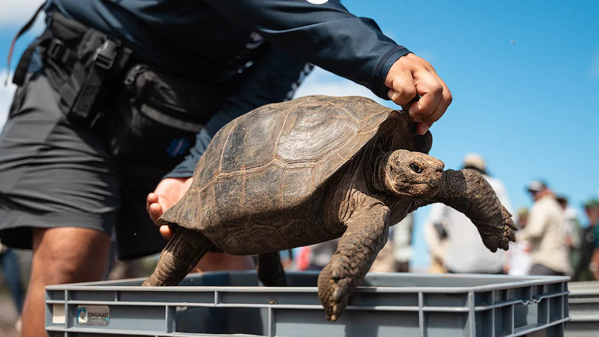 Pirates hunted Galapagos tortoises to extinction; after 180 years, they returned home