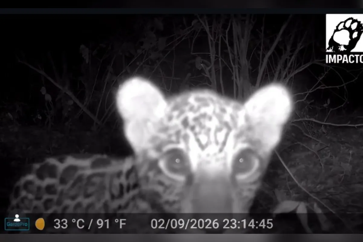 Filhote de onça-pintada é filmado brincando com troncos no Pantanal