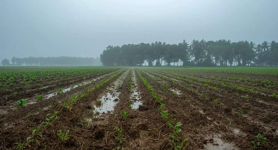 El Niño acende alerta e Embrapa lista 163 medidas para proteger a safra