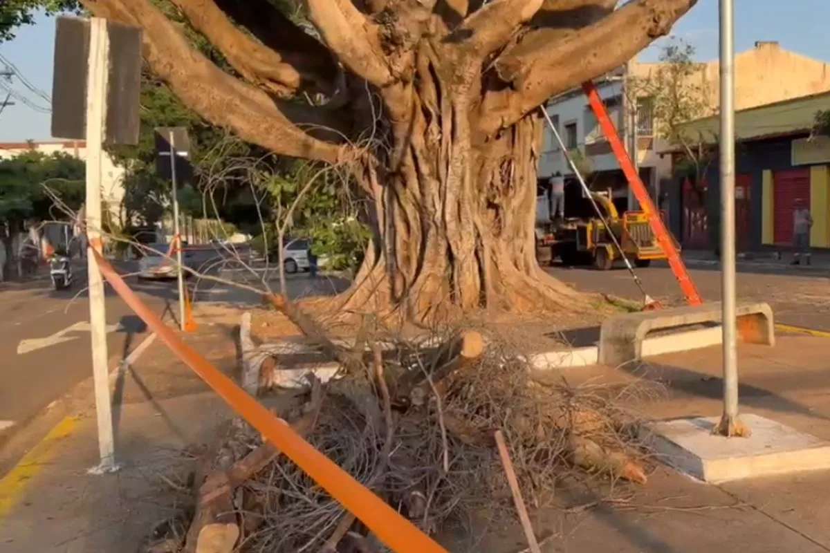 Figueira centenária tem risco de queda e é podada em Campo Grande; VÍDEO